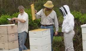 mentoring at a hive