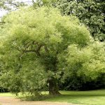 Japanese Pagoda Tree