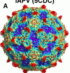 IAPV virion structure