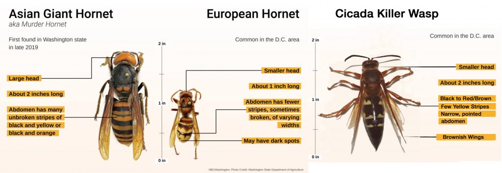 Comparing Asian, European, Cicada Killer