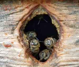 feraql honey bee photo by Katy Evans