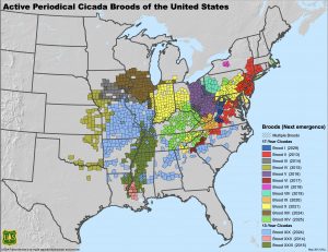 US Periodical Cicada Brood Map