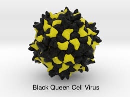 model of black queen cell virus