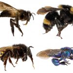 corbiculate bees