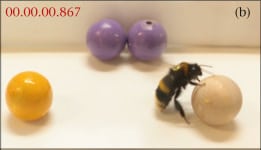 bumble bee rolling ball