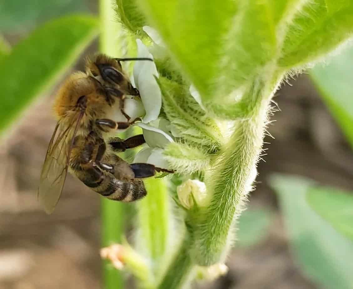 honeybee on soybean