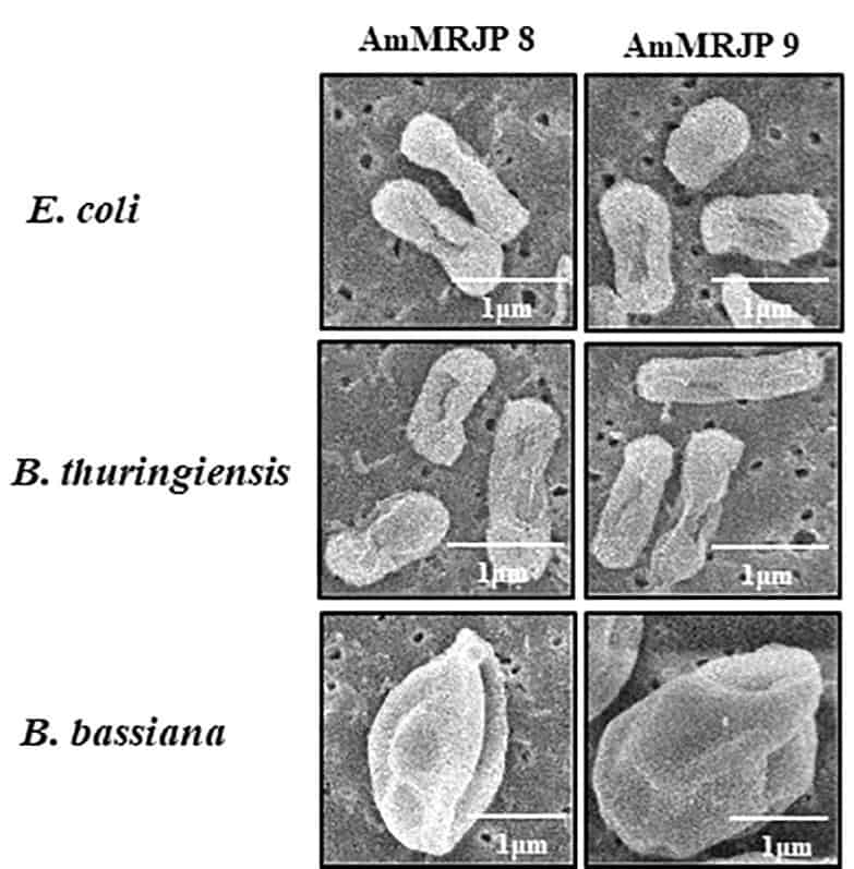 venom effects on microbes