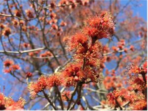 Maple pollen