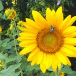 Bumblebee on sunflower