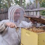 Fred inspects a hive at home