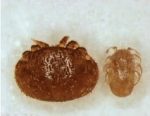 Dr. Ramsey's Mite Research