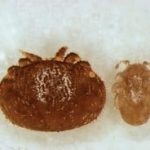 Dr. Ramsey's Mite Research