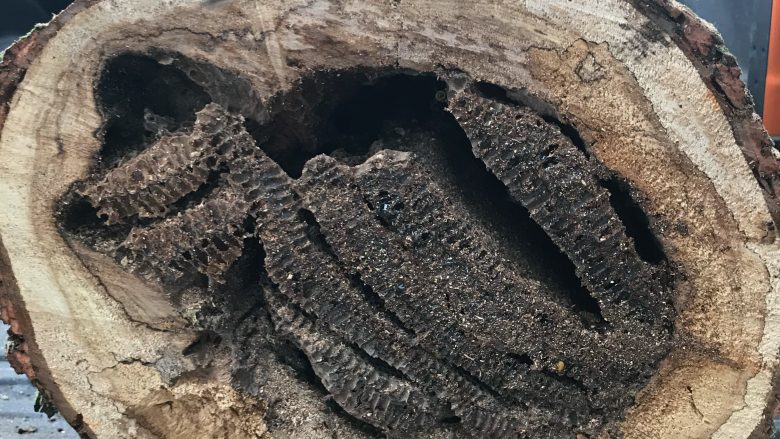 Cross section of tree trunk bee colony