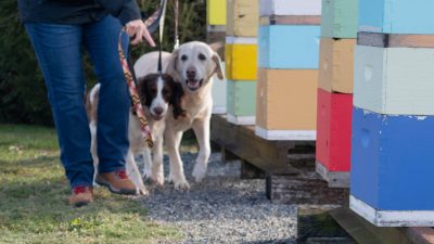 Cybil Preston works with AFB dogs