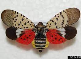 spotted lantern fly