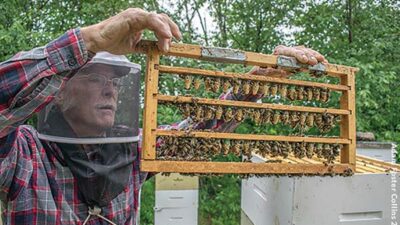 Mike Palmer with queen cells