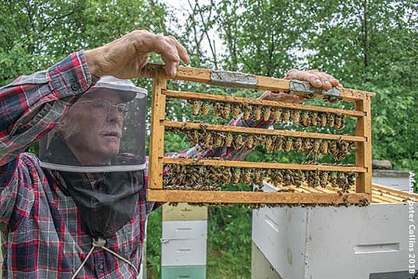 Mike Palmer with queen cells