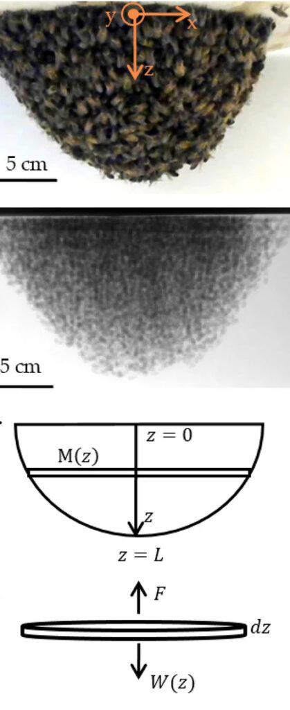 swarm structure