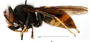 side view of yellow legged hornet
