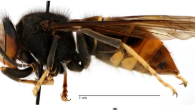 side view of yellow legged hornet