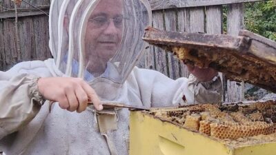 Fred inspects a hive at home