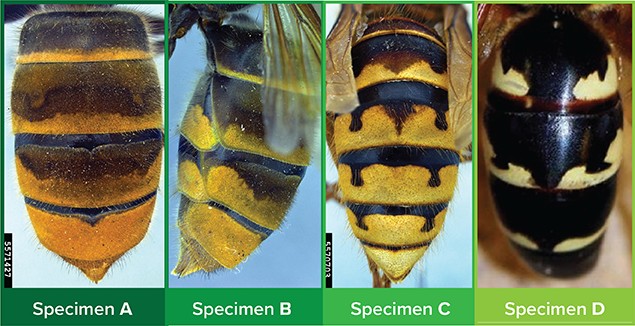 Four differently banded wasp abdomens