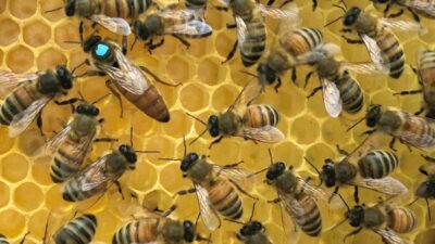 Queen honey bee on yellow honey comb