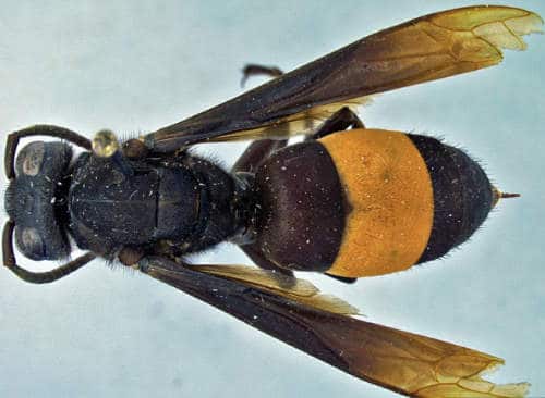 Greater Banded Hornet