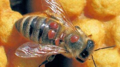 5 varroa destructor mites walking on the back of a honey bee