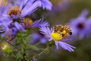 honey bee on aster flower