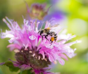 honey bee on bee balm flower