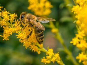 honey bee on goldenrod flower
