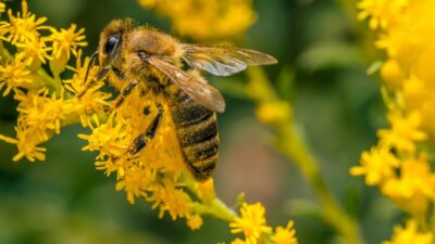 honeybee on goldenrod closeup