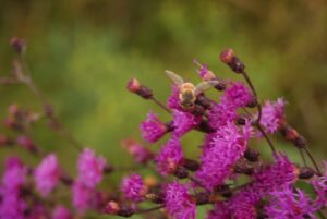 honey bee on goldenrod flower