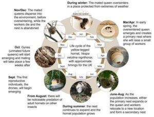 lifecycle of Vespa velutina