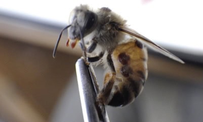 Honey bee profile showing varroa mite insertion under abdominal plates on dorsal side.