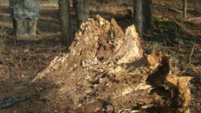tree stump and bee hive