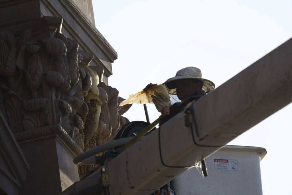 beekeeper lifted in bucket truck holding up backlit comb