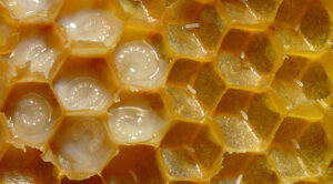 larvae in royal jelly and eggs