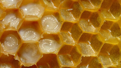 larvae in royal jelly and eggs