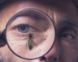 bee on magnifying glass in front of eye