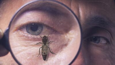 bee on magnifying glass in front of eye